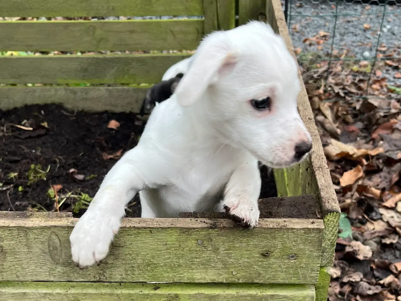 Billede 8 - Dansk svensk gårdhunde hvalpe