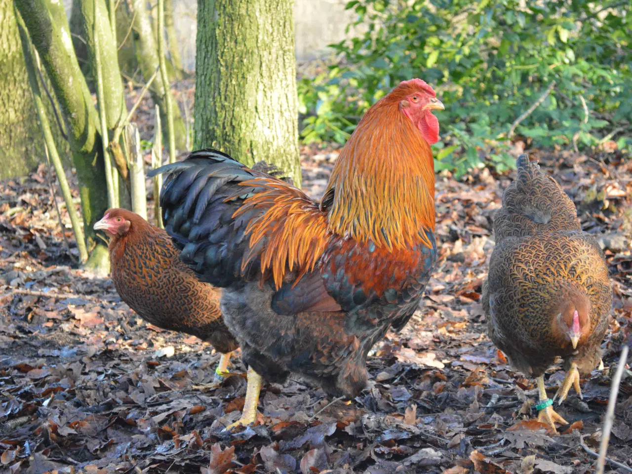 Billede 2 - høns avlstamm store Wyandotter guld-sortbåndet