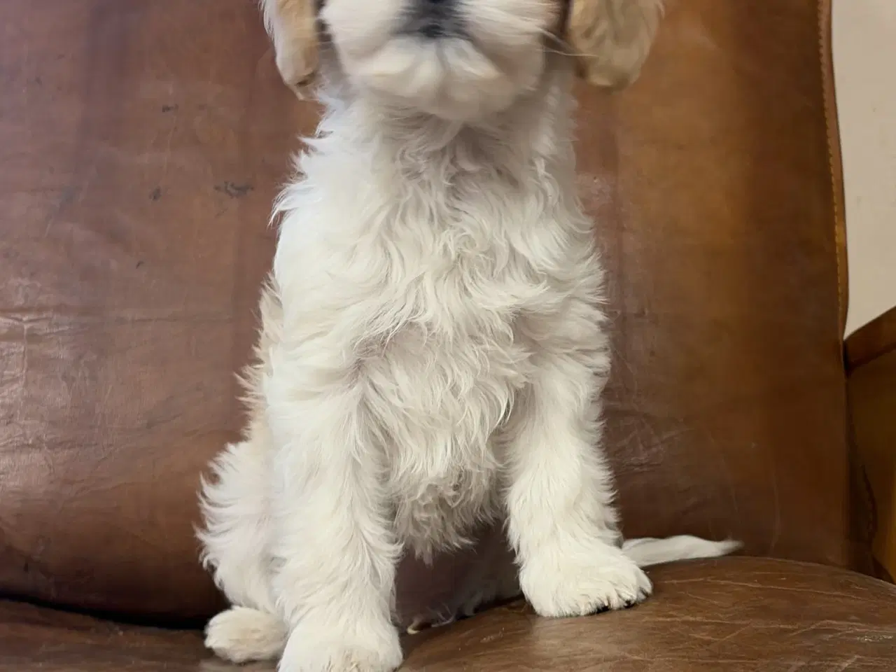 Billede 5 - Den smukkeste Mini Cavapoo pige 