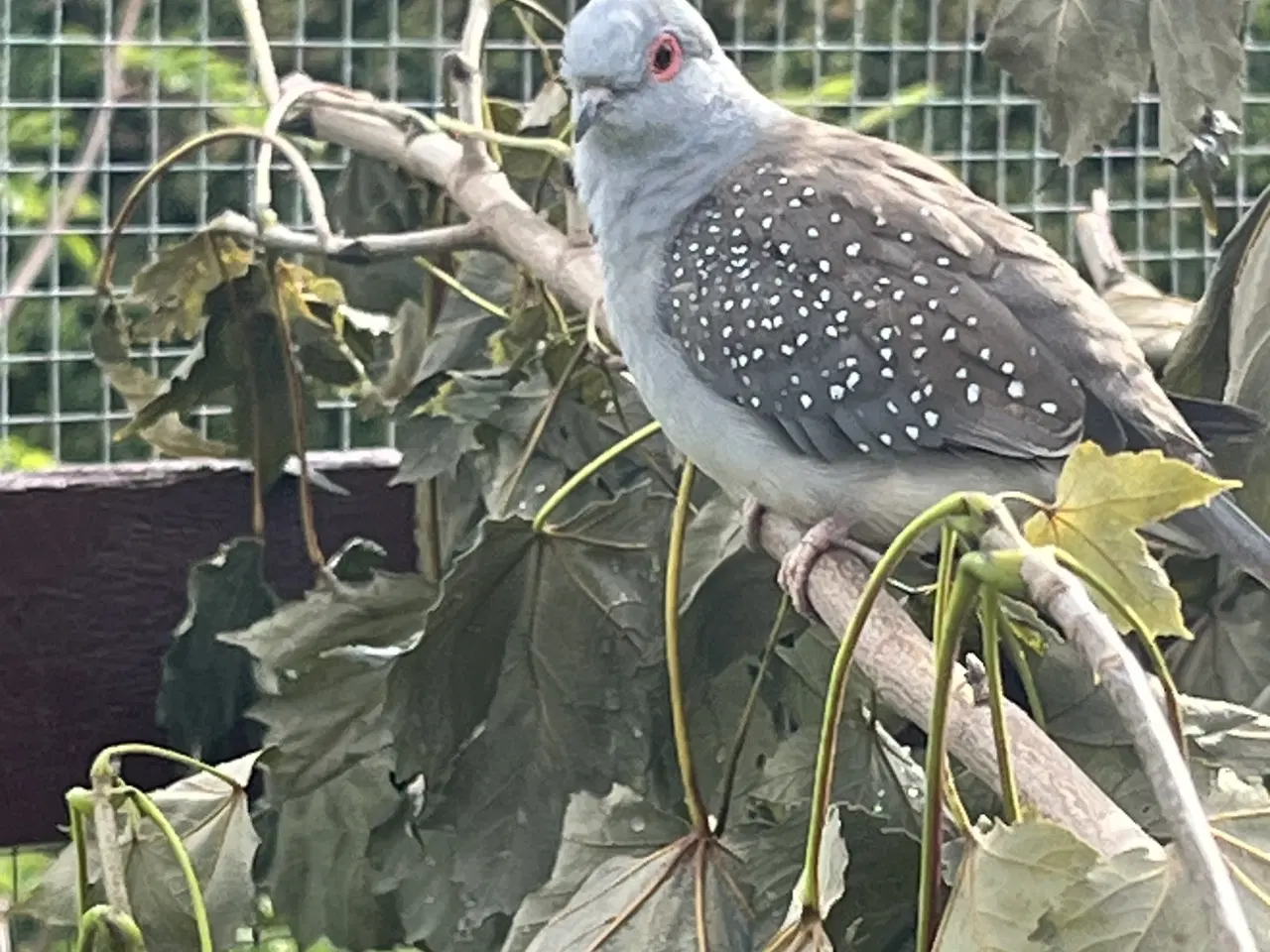 Billede 1 - Diamantdue par og 1 Diamantdue unge