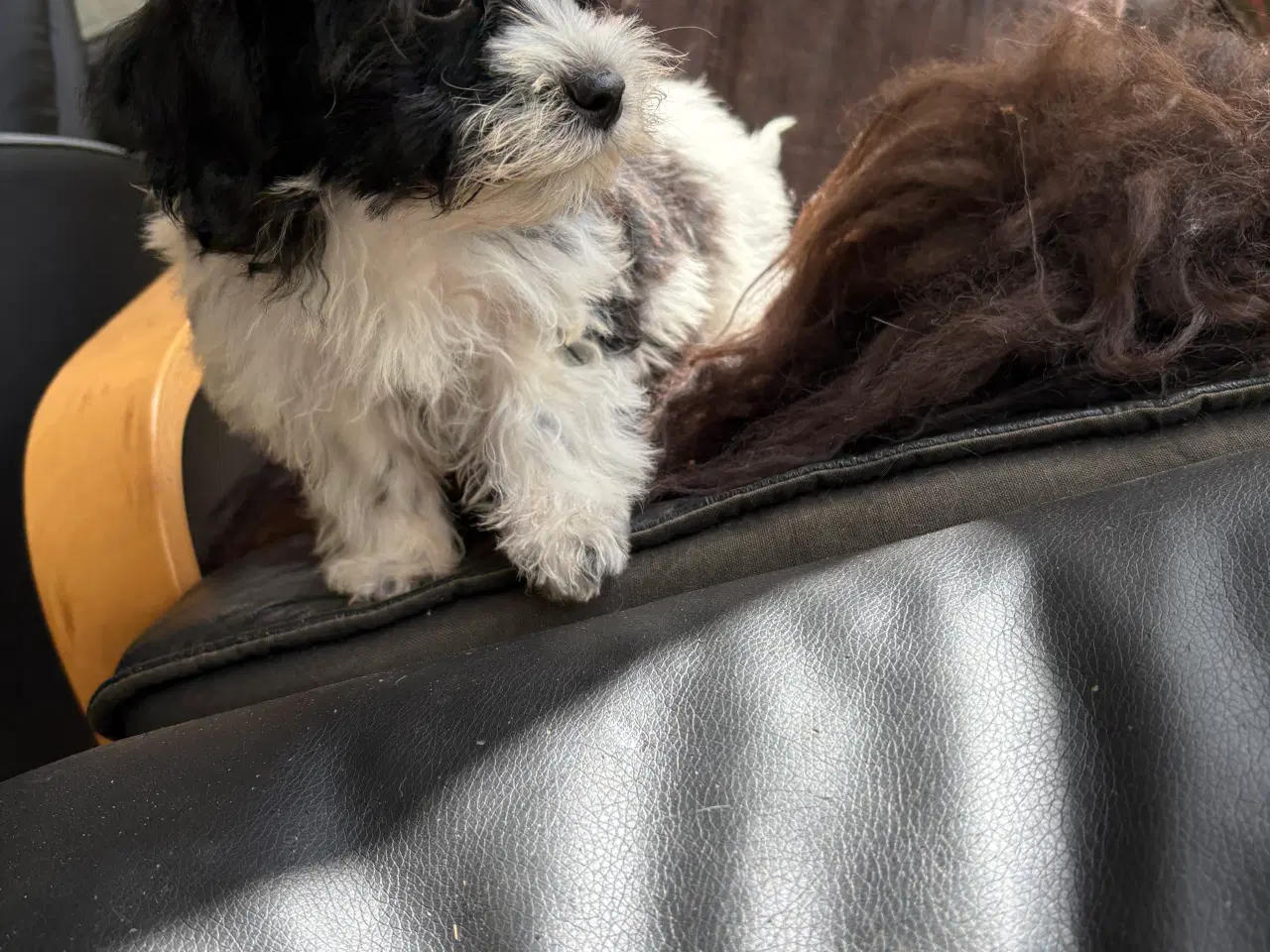 Billede 5 - Allergivenlig -mini/ micro Yorkie mix