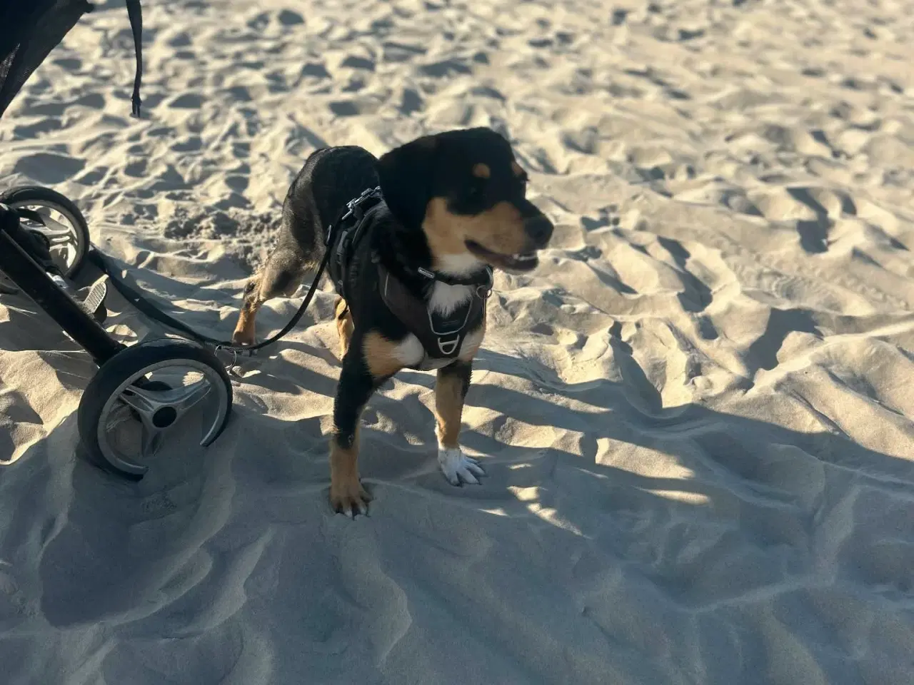 Billede 7 - Søde Charlie til omplacering