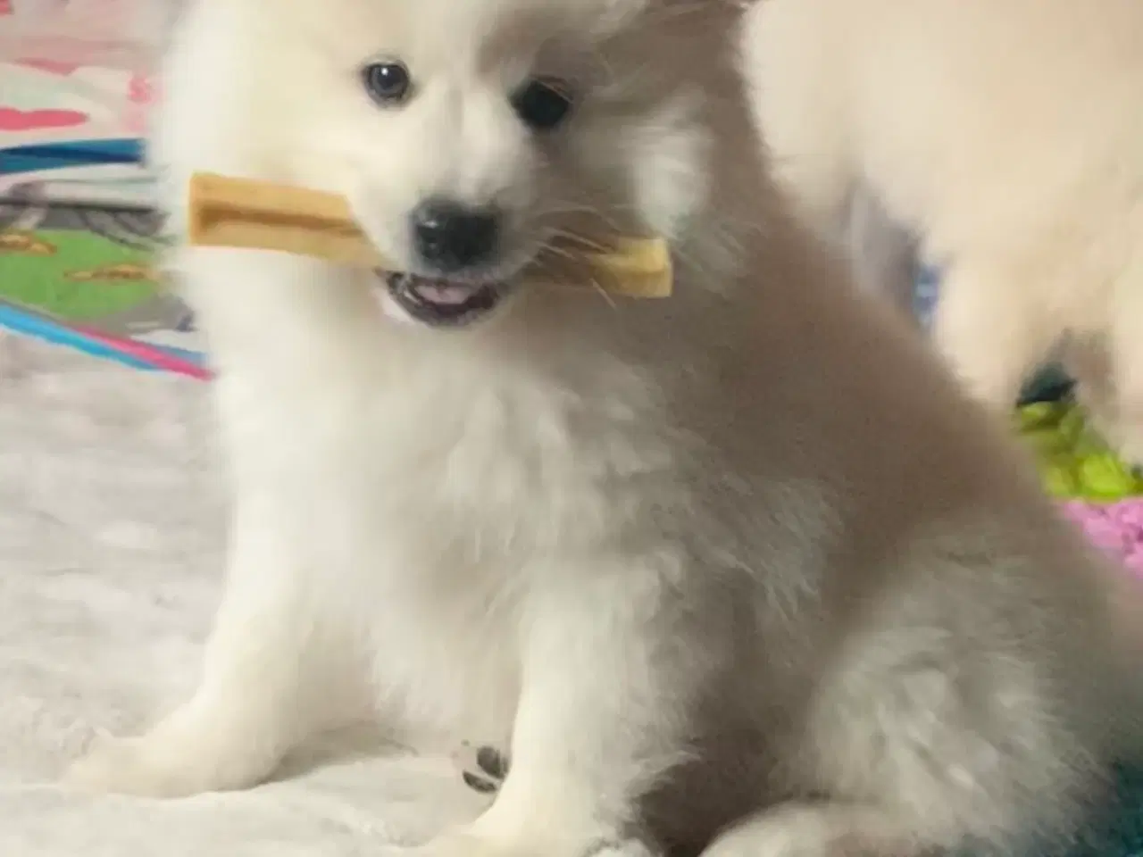 Billede 1 - Bedårende Mittelspitz hvalpe