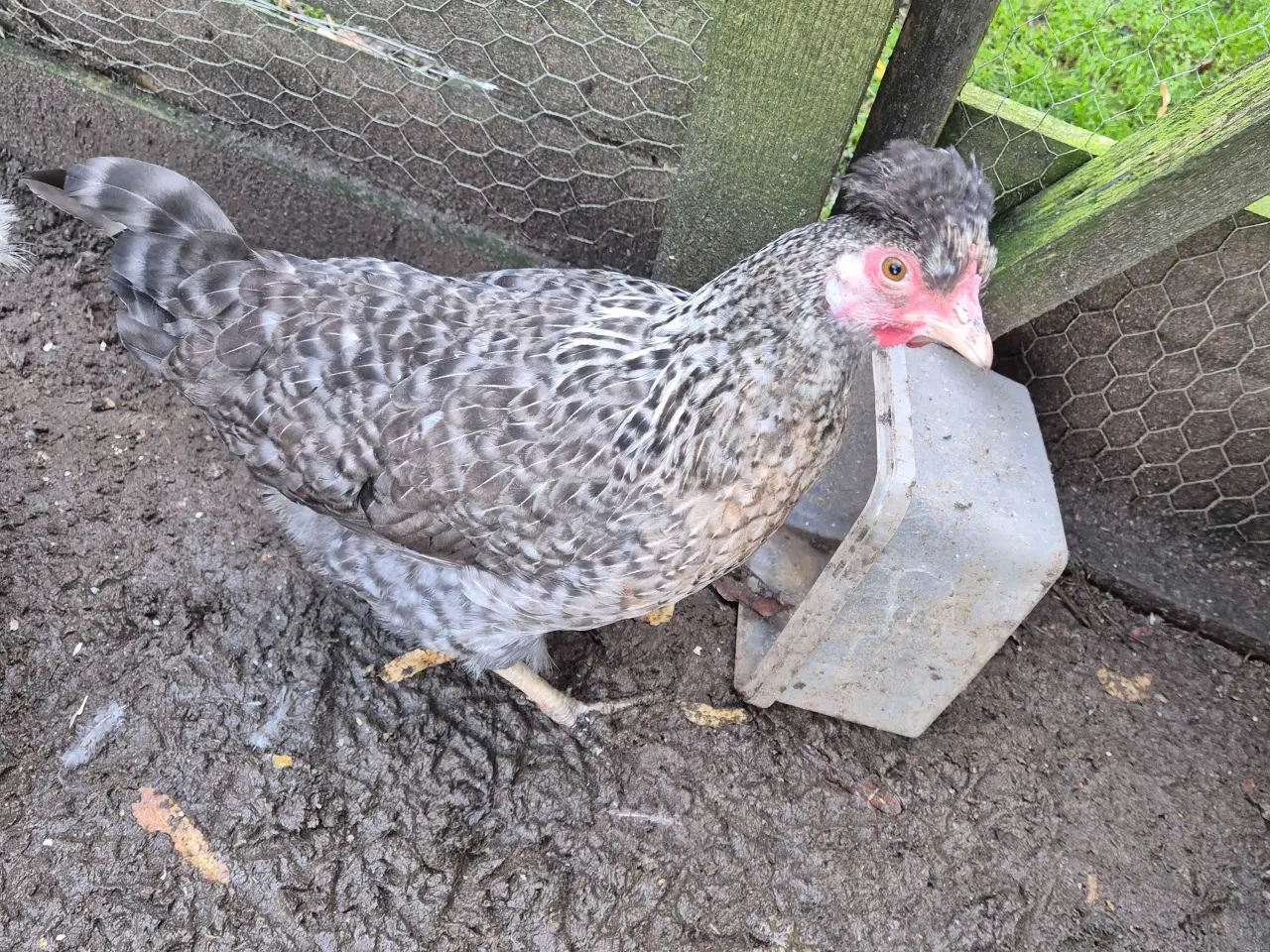 Billede 10 - Kyllinger silkehøns 
