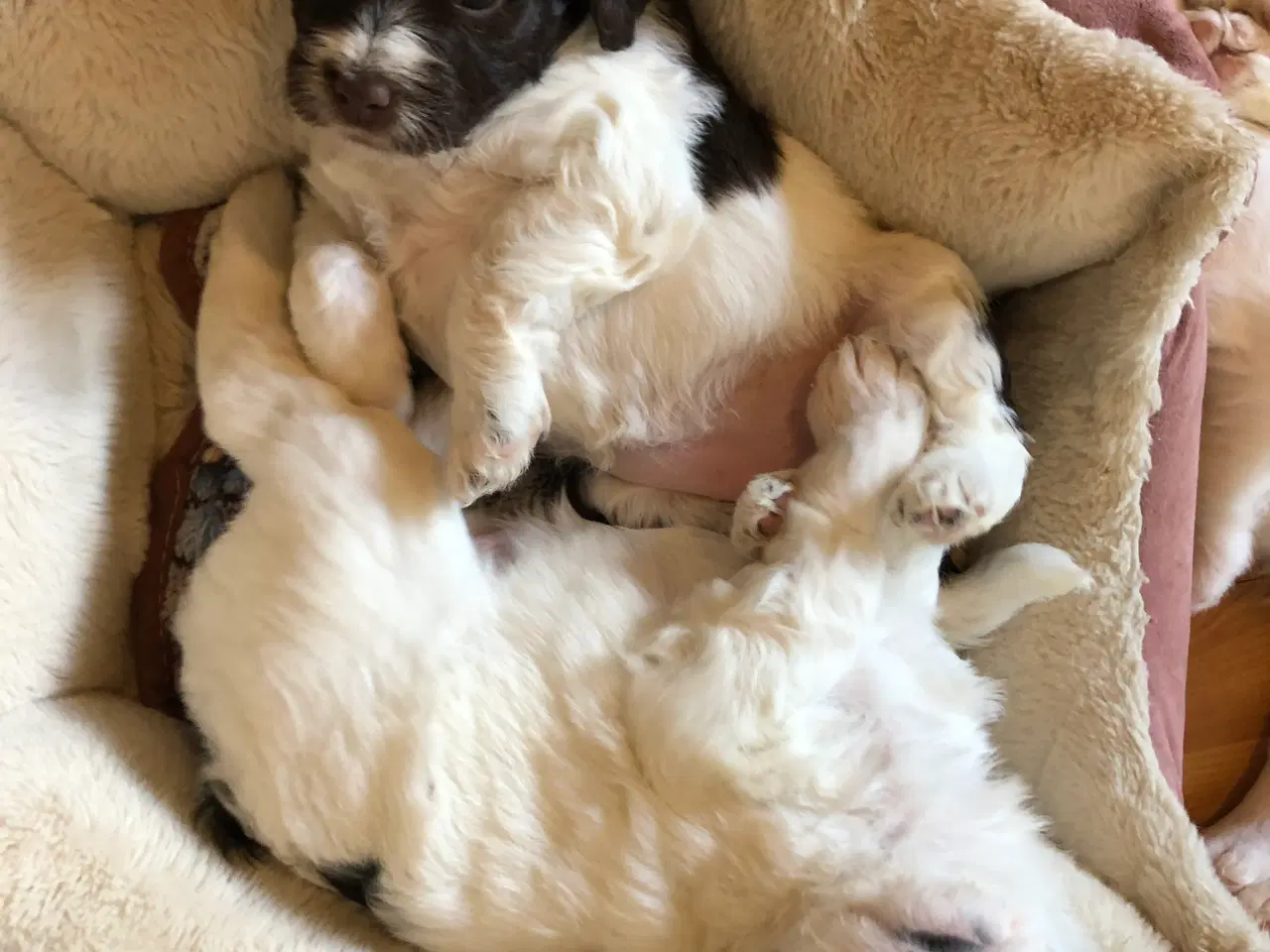 Billede 14 - Unikke blandings hundehvalpe