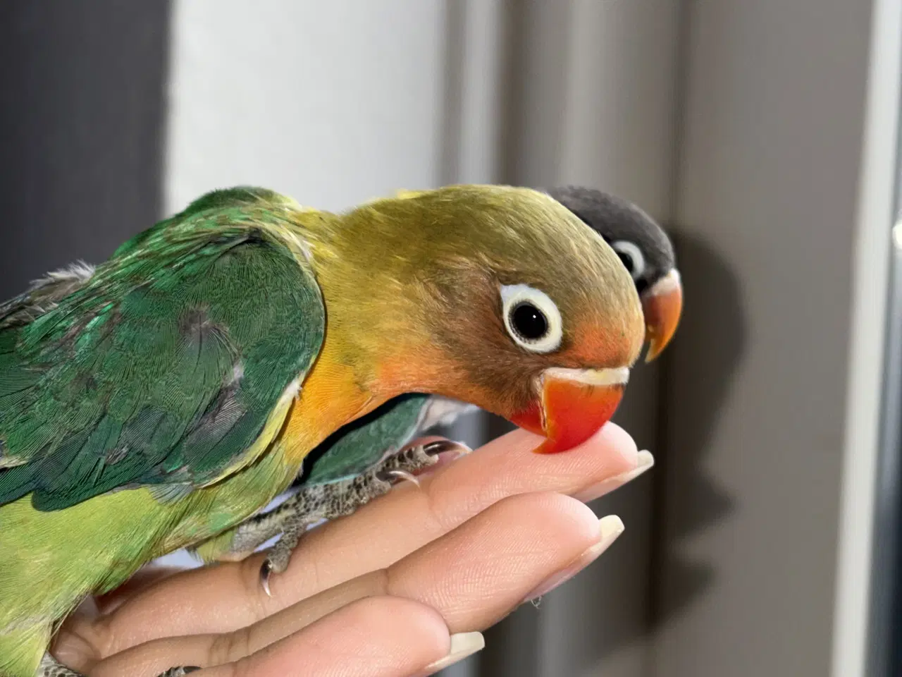 Billede 1 - Engelsk undulat 