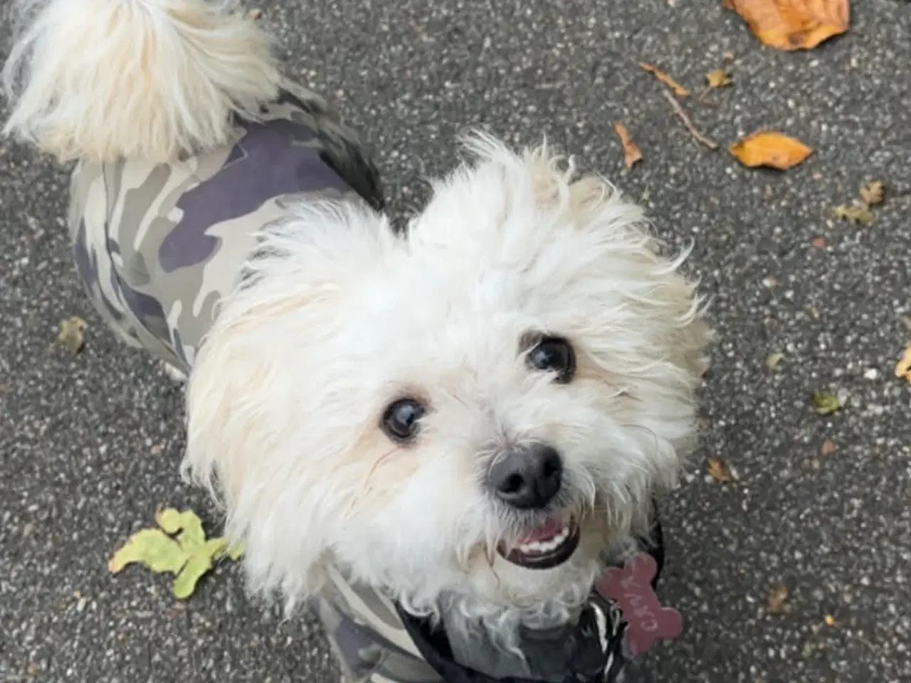 Billede 4 - Bichon havanais hvalp.