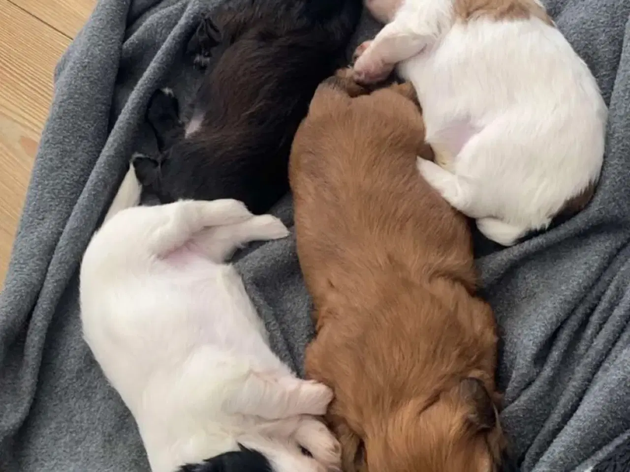 Billede 2 - Shih Tzu hvalpe sælges