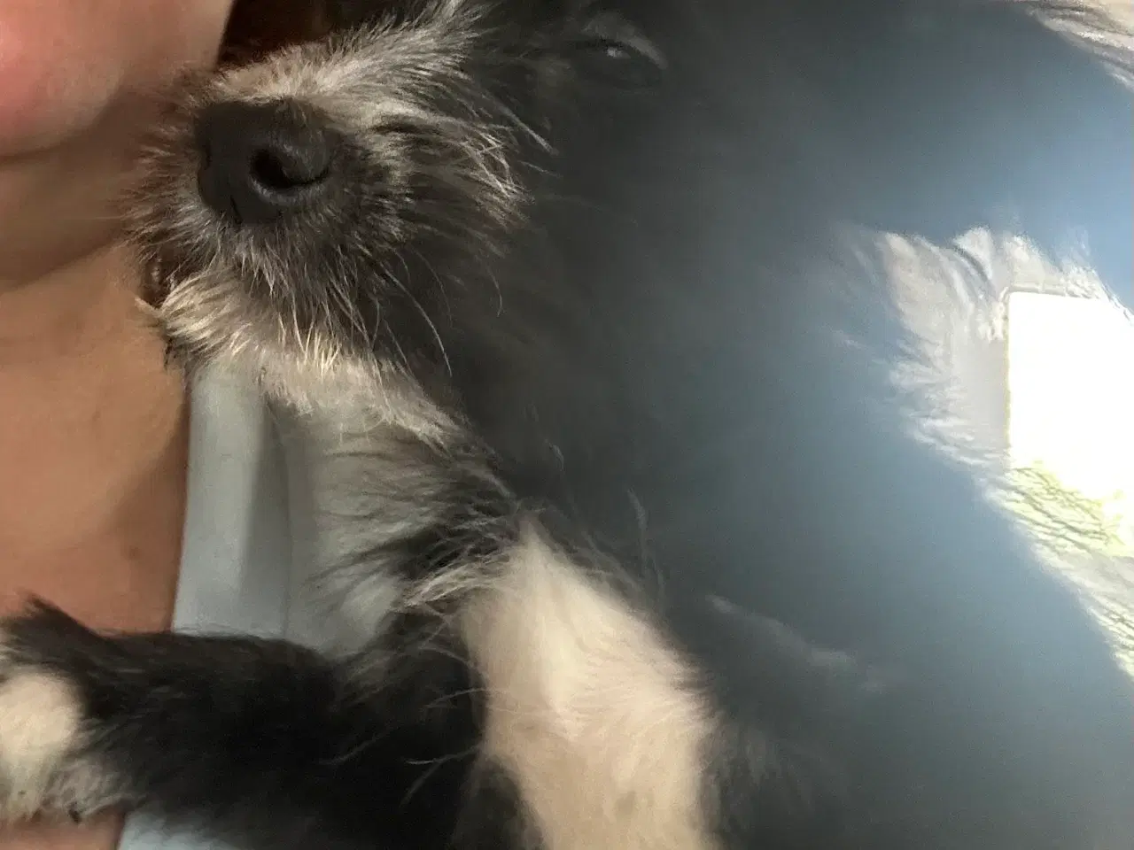 Billede 2 - Psykisk servicehund