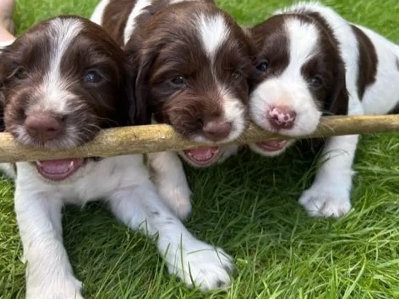 Billede 7 - FT Springer Spaniel hvalpe 