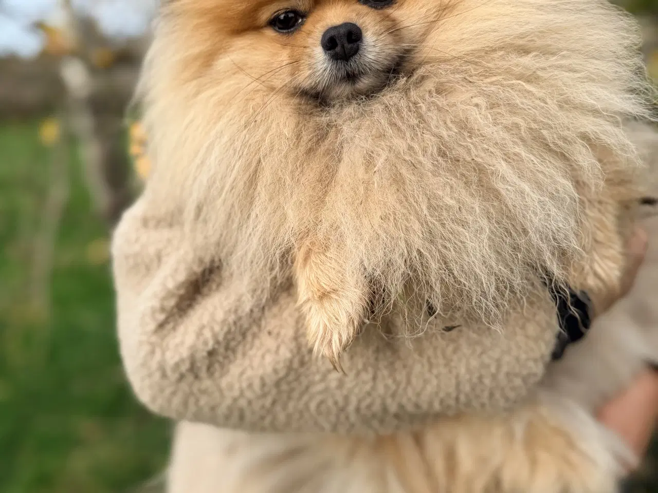 Billede 5 - Pomeranian Dreng