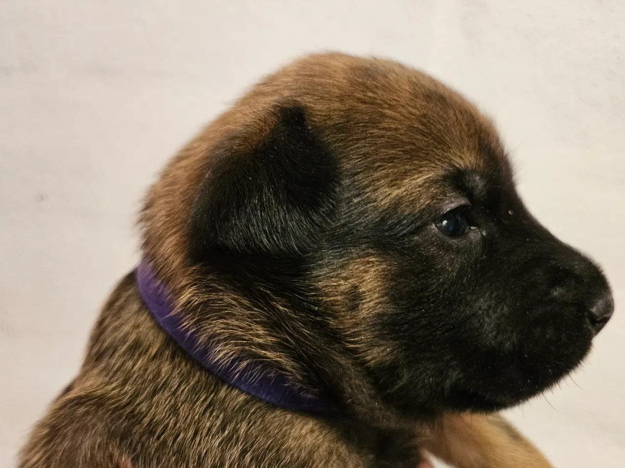 Billede 10 - Belgisk Malinois - Hvalpe - med stamtavle