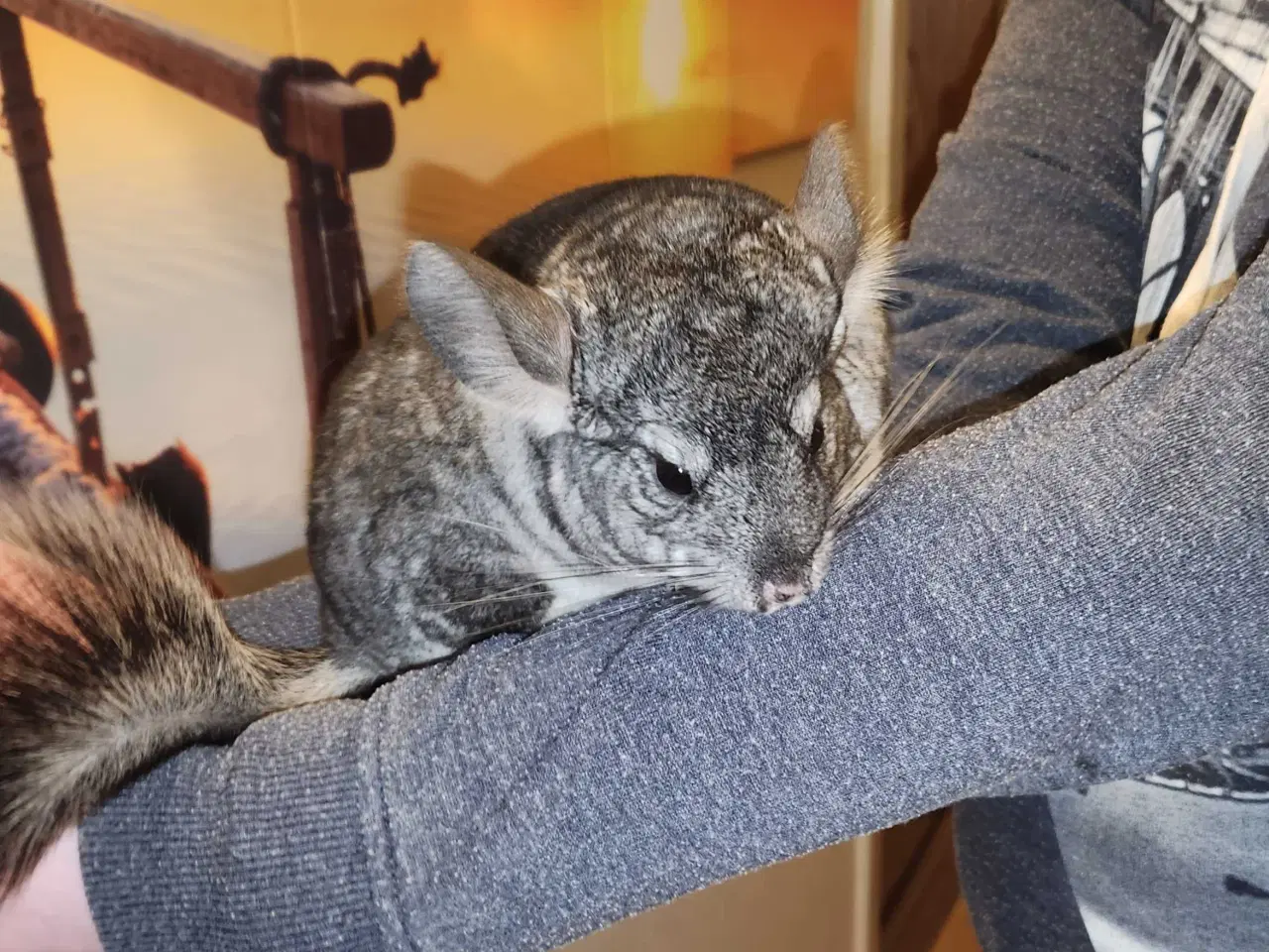 Billede 10 - Chinchilla-søskende