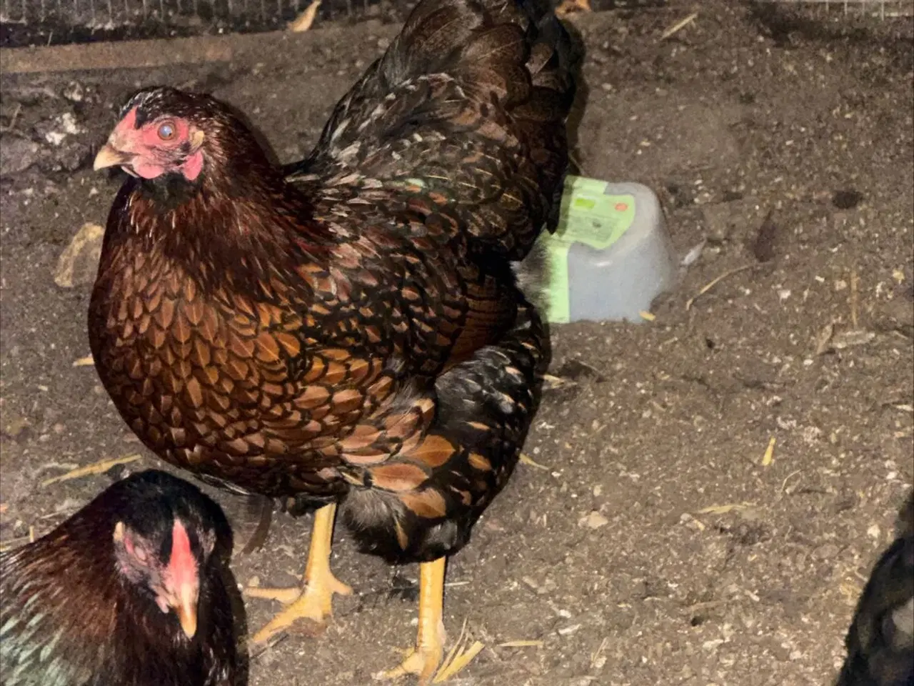 Billede 2 - Kyllinger varmefri Dværg wyandotter guldrandet 