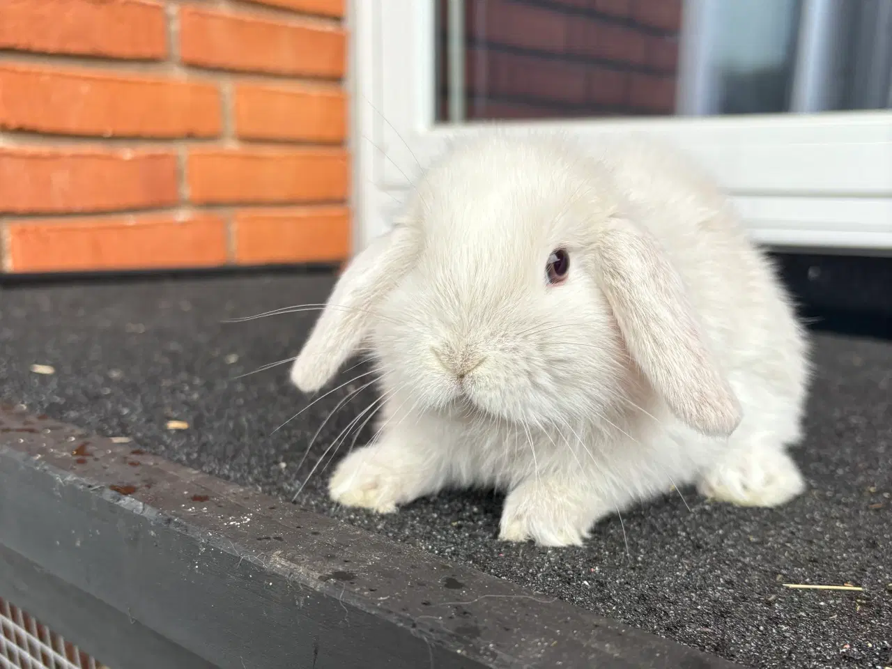 Billede 2 - Mini lop hun kanin