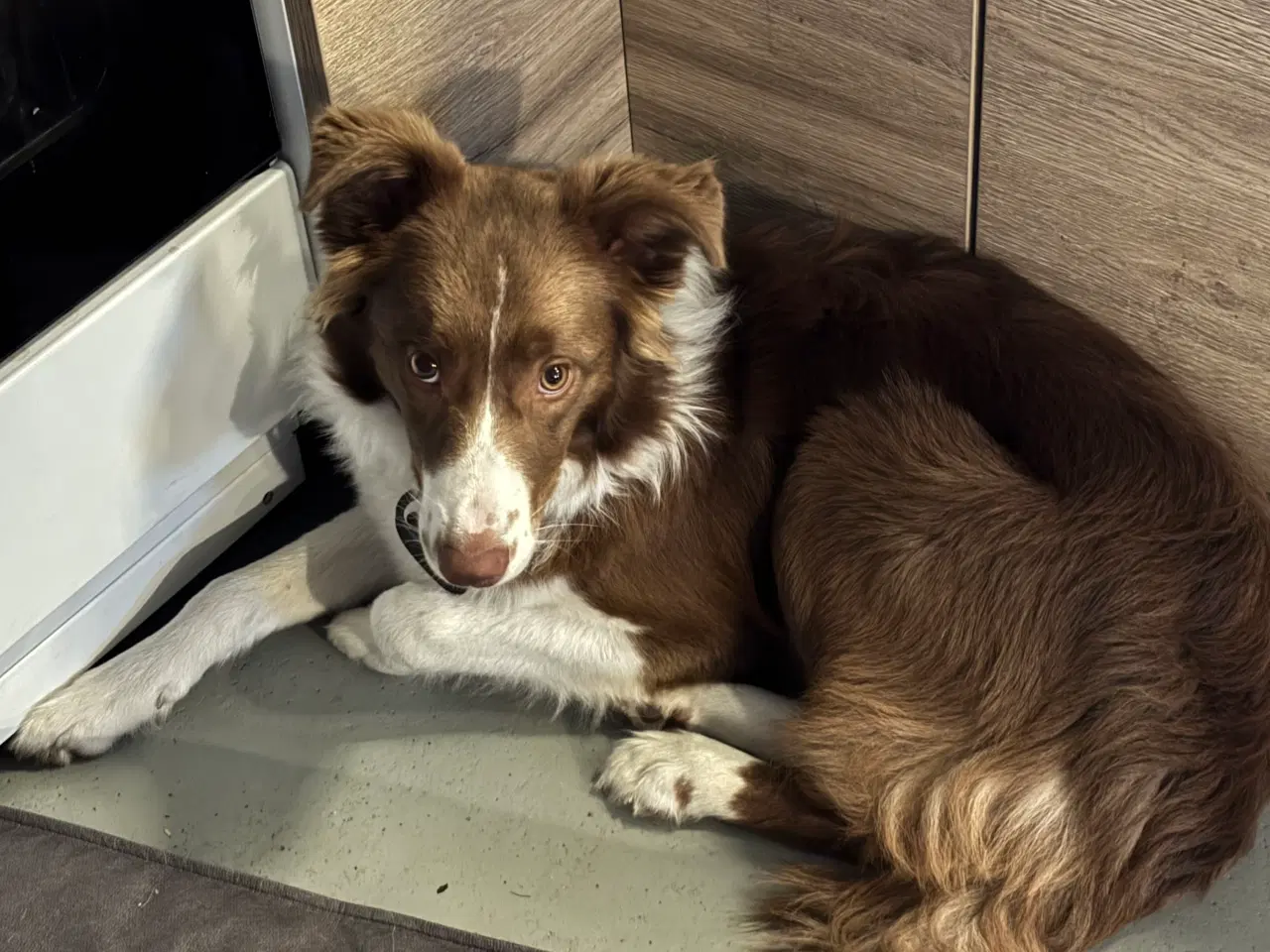 Billede 2 - Border collie Unghund sælges 