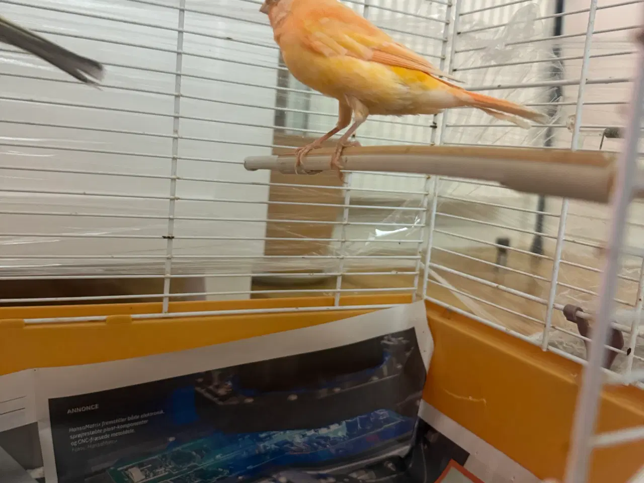 Billede 3 - Rod Han kanarie