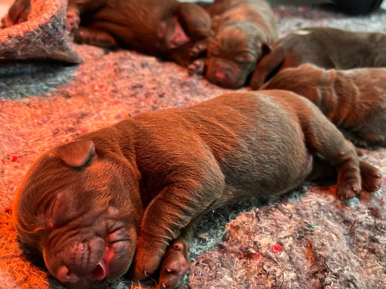 Billede 2 - Brune labrador hvalpe sælges