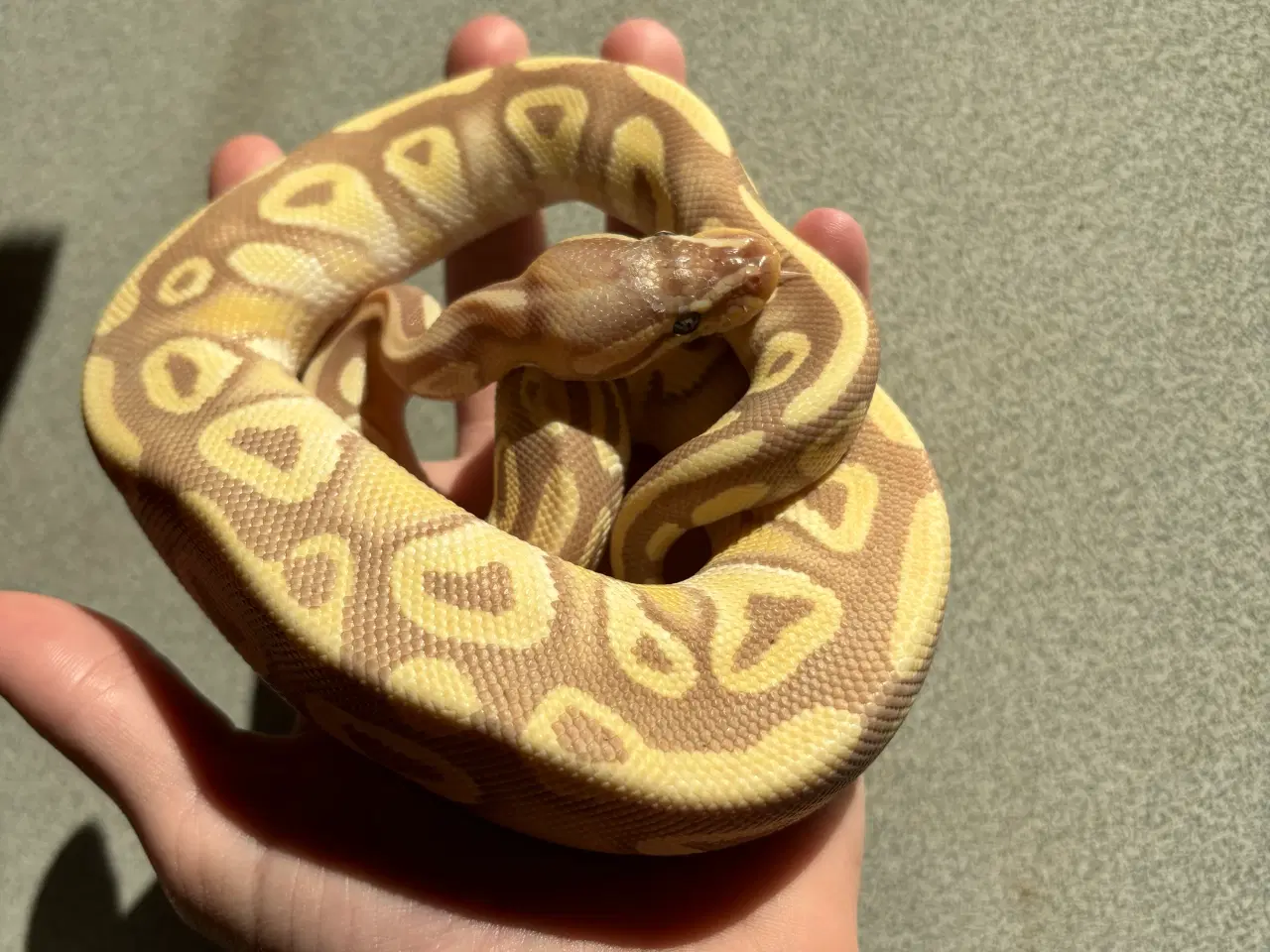 Billede 2 - 1.0 Banana Mojave konge Python 