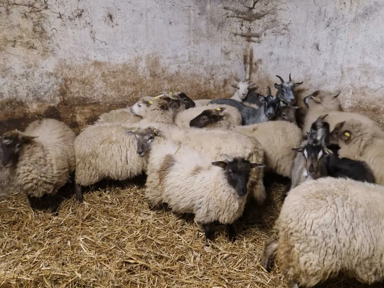Billede 2 - Landrace gimmerlam 