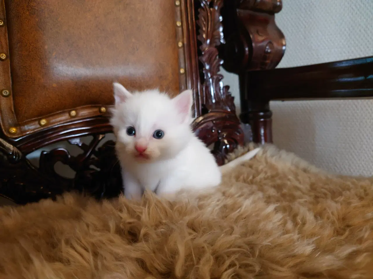 Billede 7 - Maine coon killinger Far med tavle