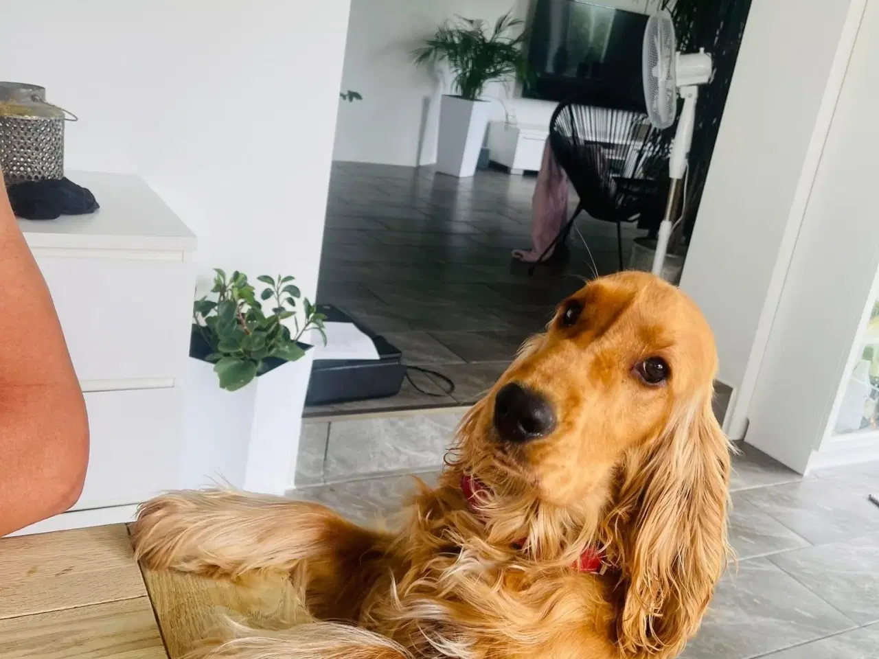 Billede 5 - Cocker spaniel til salg 