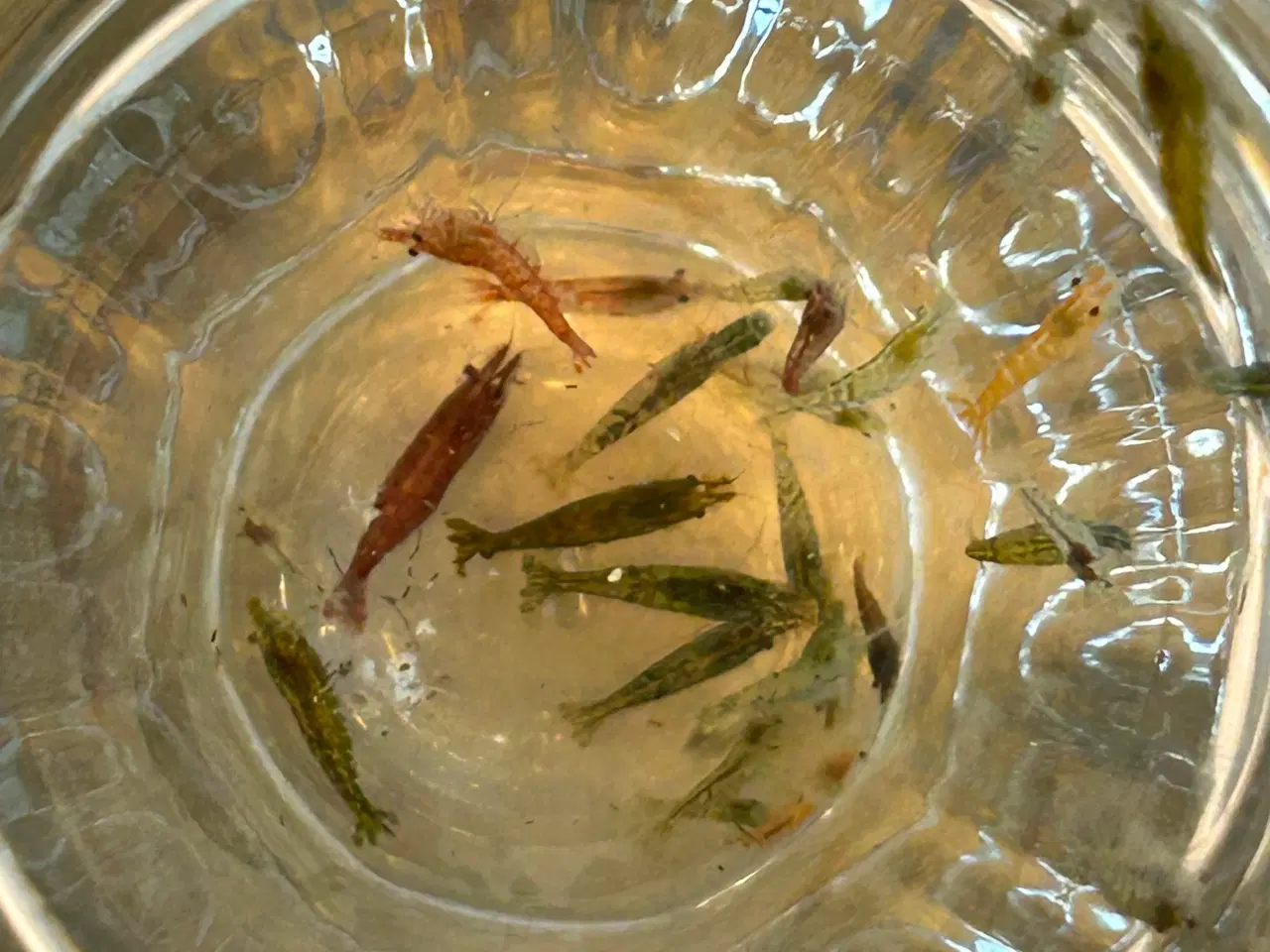 Billede 8 - Neocaridina rejer, 22 stk.