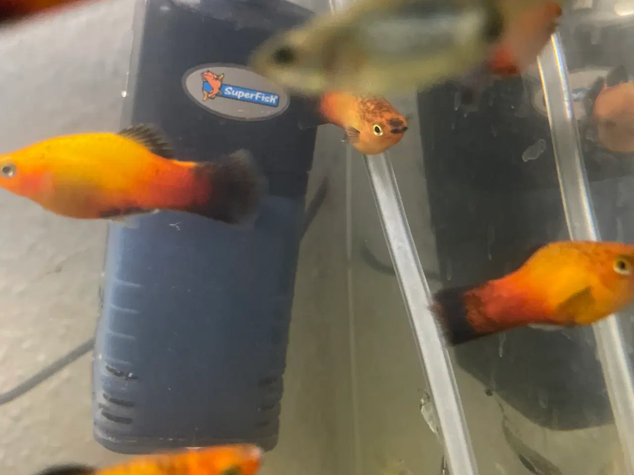 Billede 3 - Platy Red Wagtail