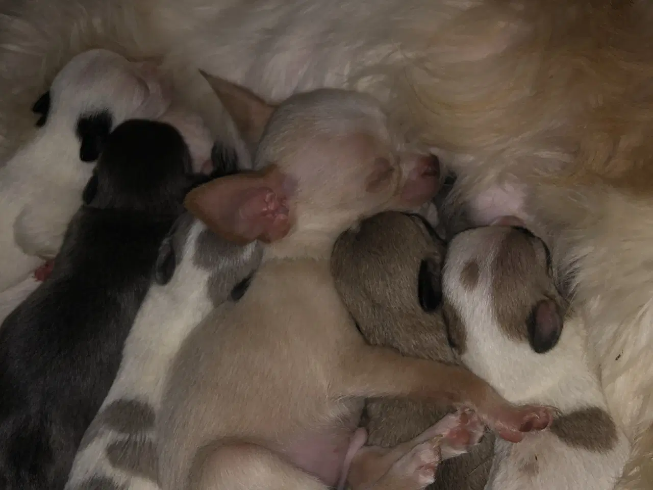 Billede 2 - Shih Tzu/ Chihuahua blanding piger