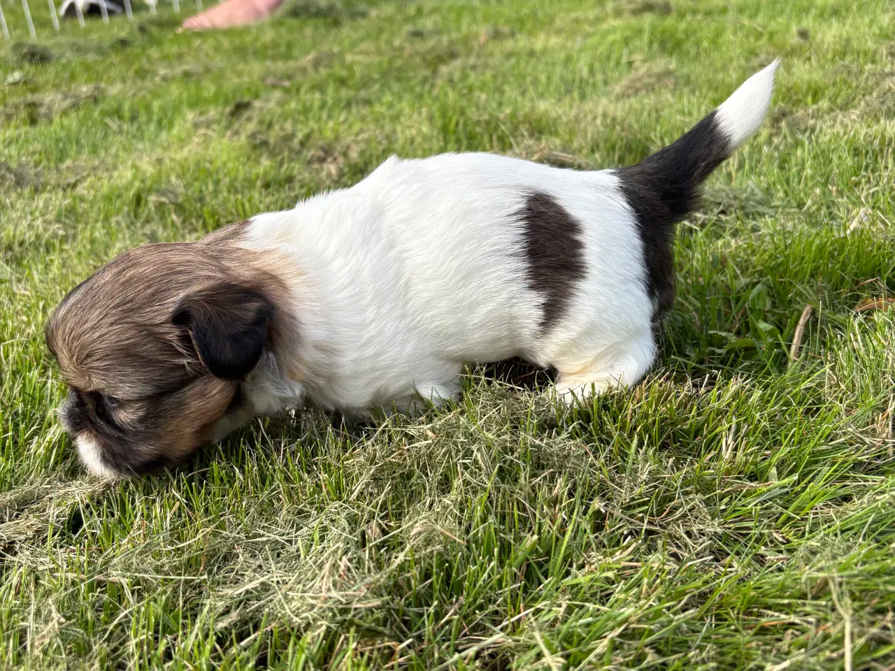 Billede 4 - Shih-tzu hvalpe