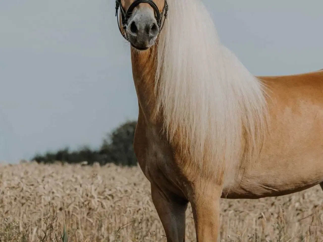 Billede 7 - Haflinger hoppe til avl eller hygge 