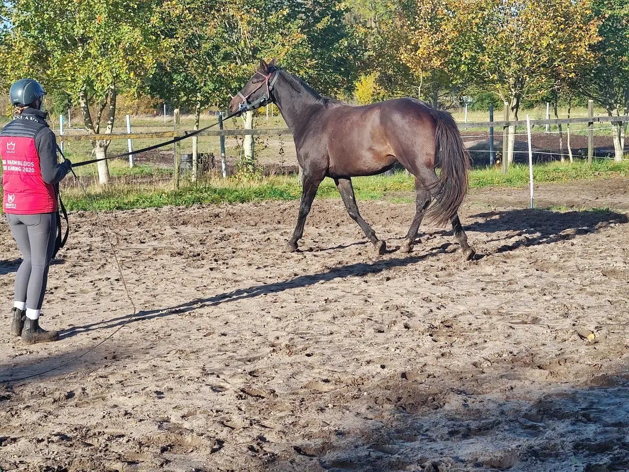 Billede 2 - Oldenborg/fuldblod vallak