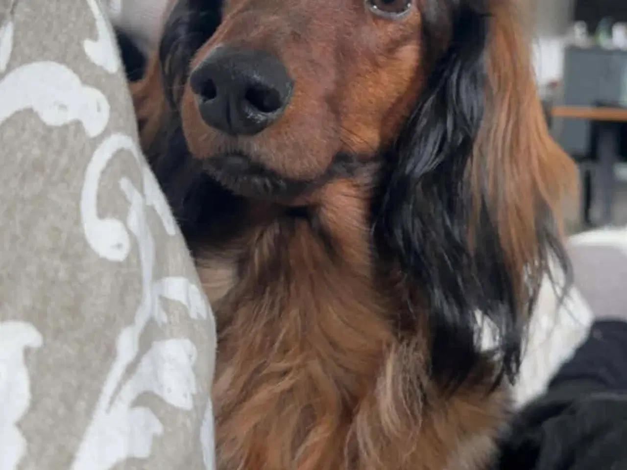 Billede 6 - Søde, charmerende og kærlige gravhunde hvalpe