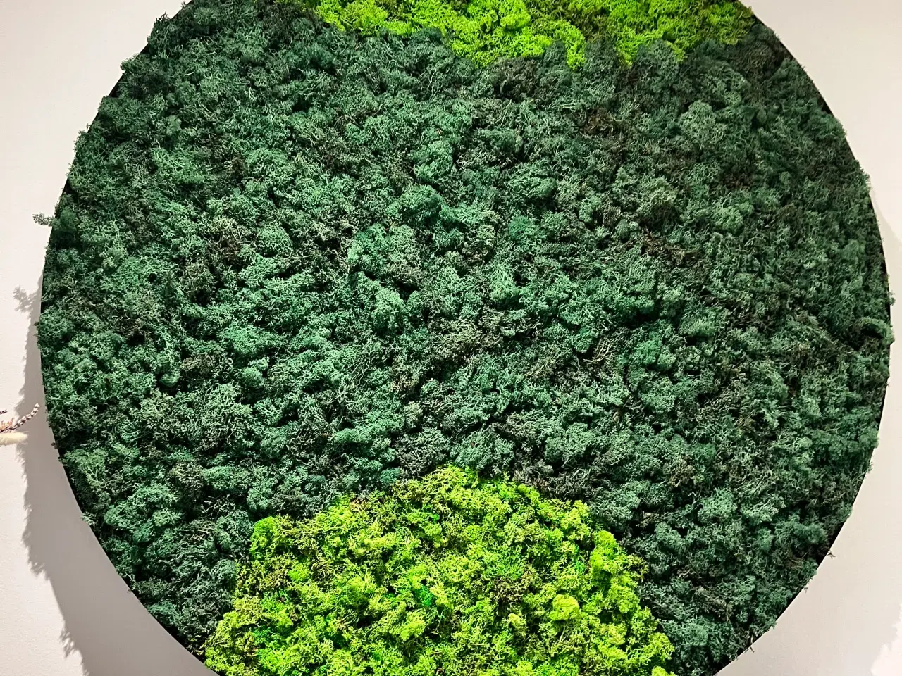 Billede 11 - Mos billeder 