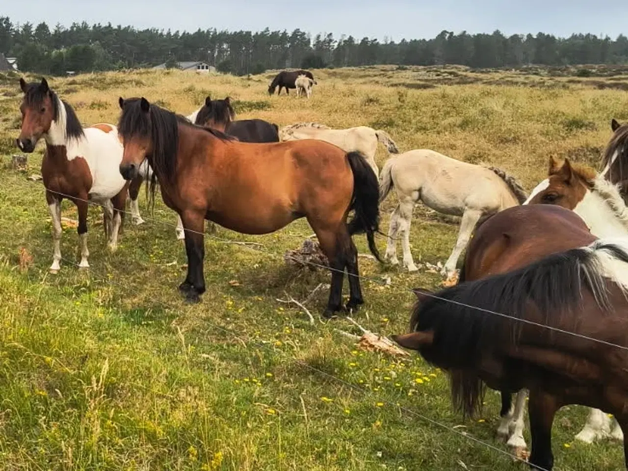 Billede 1 - Reduktion af hestehold
