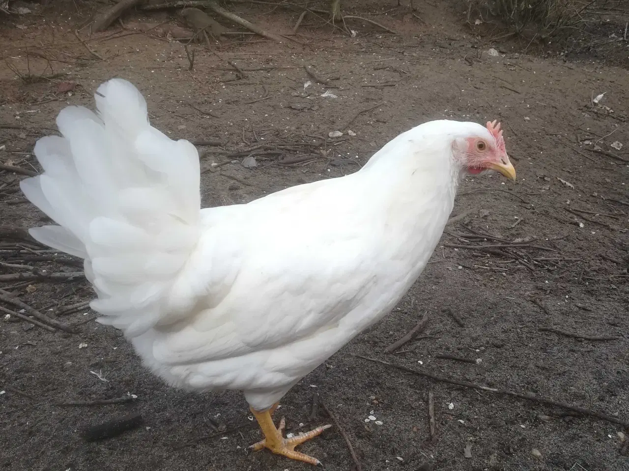 Billede 2 - Rigtig god ægge lægger hvide Italiener Lohmann dek