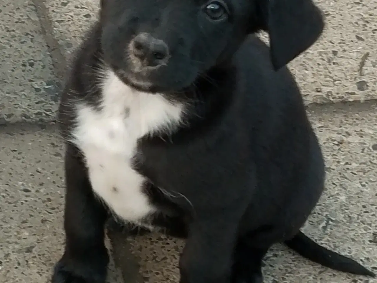 Billede 12 - Labrador/border collie/power puff.