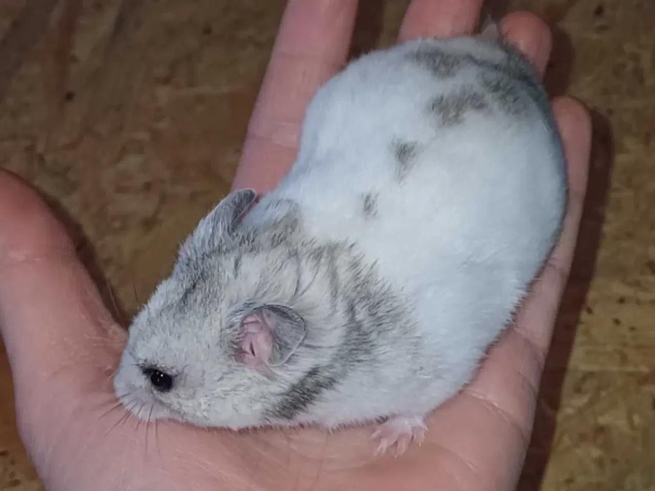 Billede 10 - Guldhamster unger 