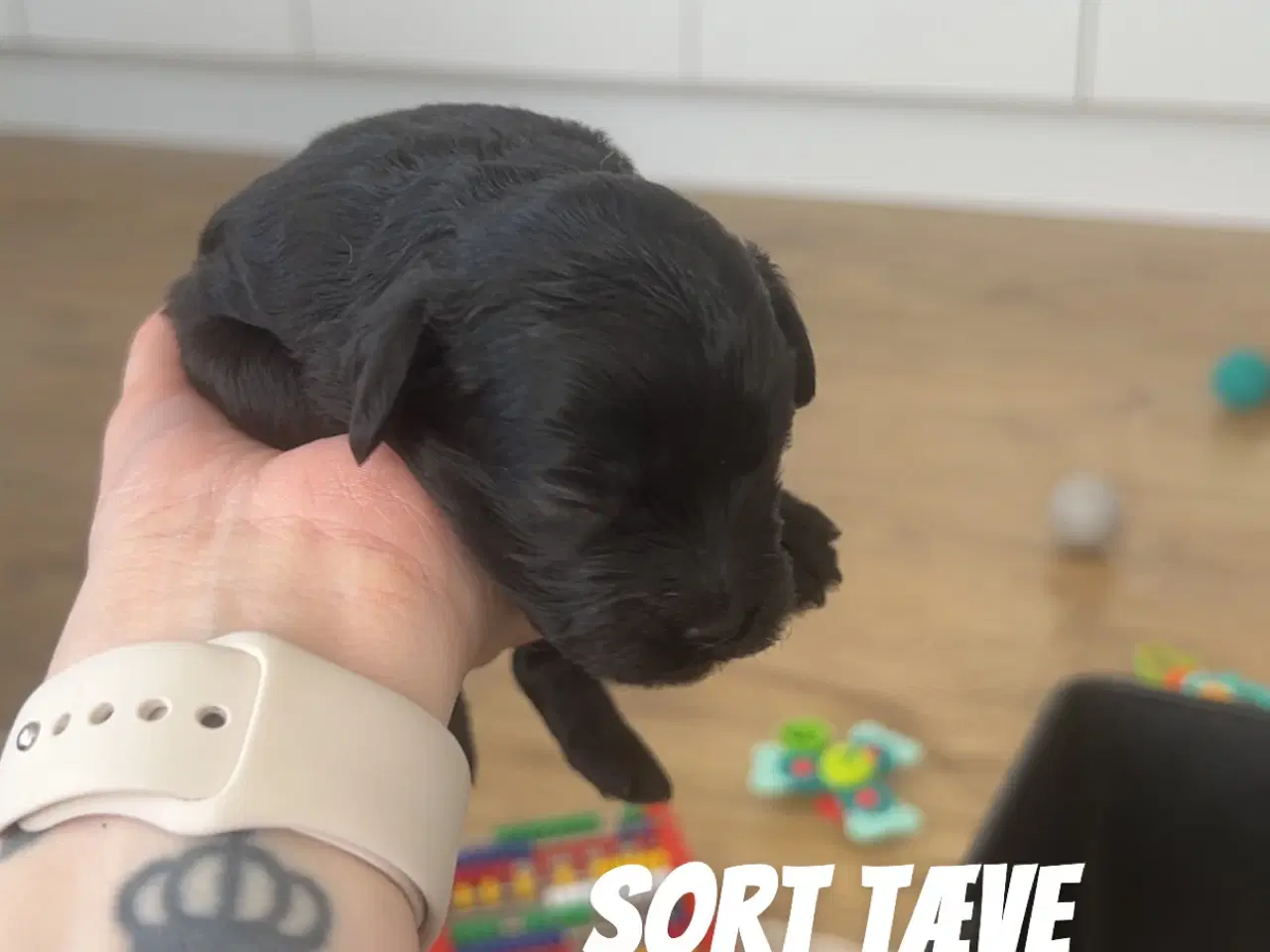 Billede 3 - F1 cavapoo hvalpe 