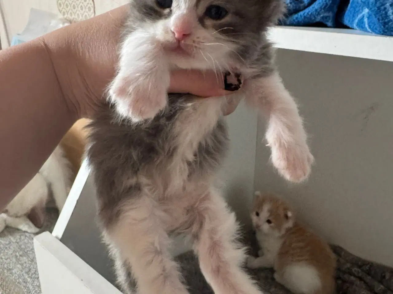 Billede 12 - Maine coon blandings killinger sælges