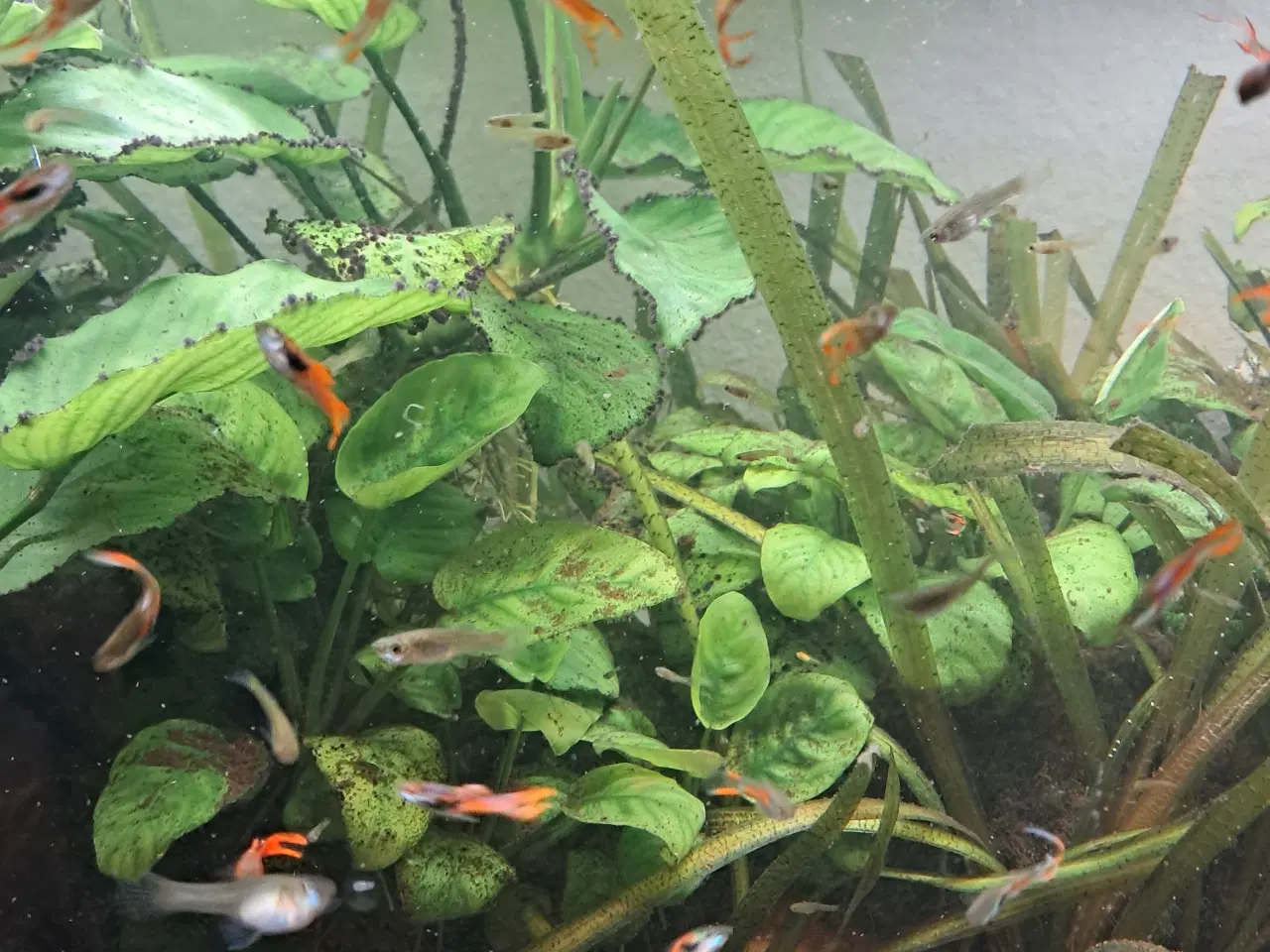 Billede 9 - endler guppy 