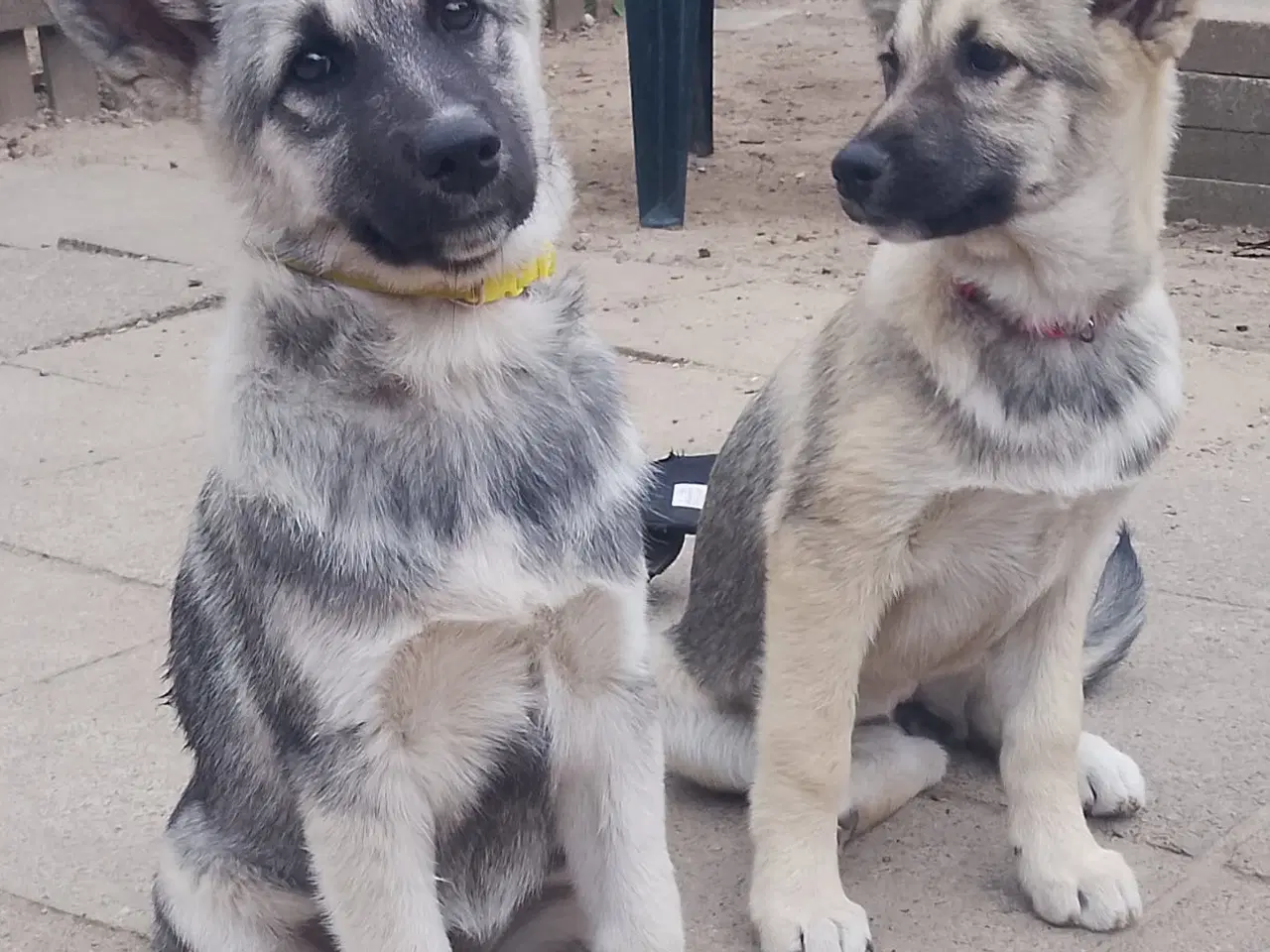 Billede 2 - Husky blandinger 