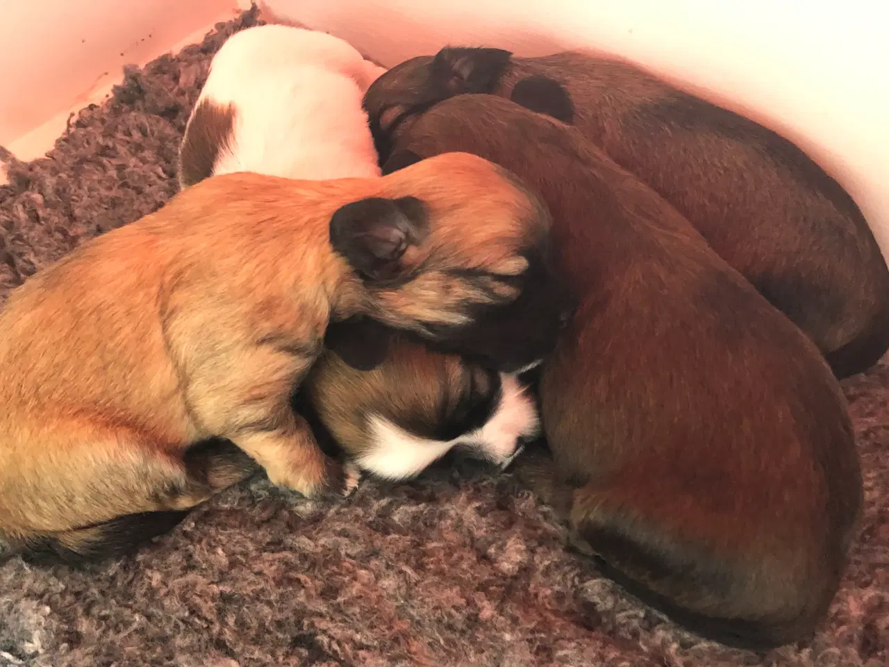 Billede 1 - Bichon Havanais  født 21/2-26