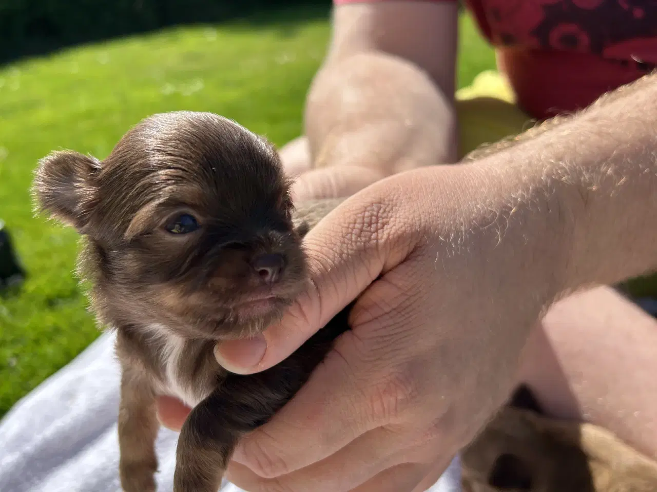 Billede 5 - Chihuahua hvalpe sælges