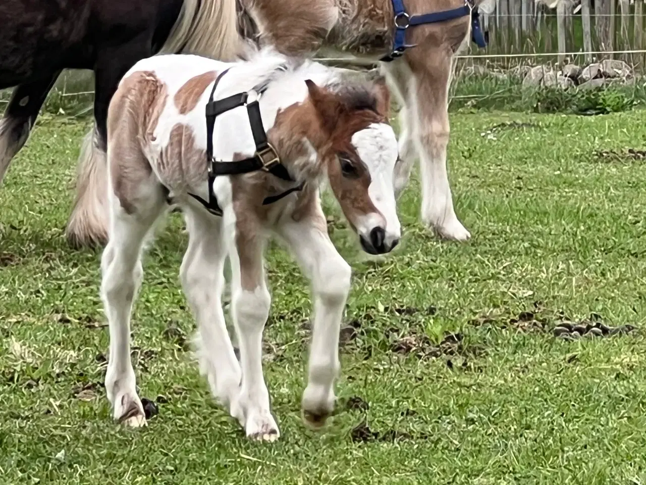 Billede 1 - Mini Irish cob hingsteføl 