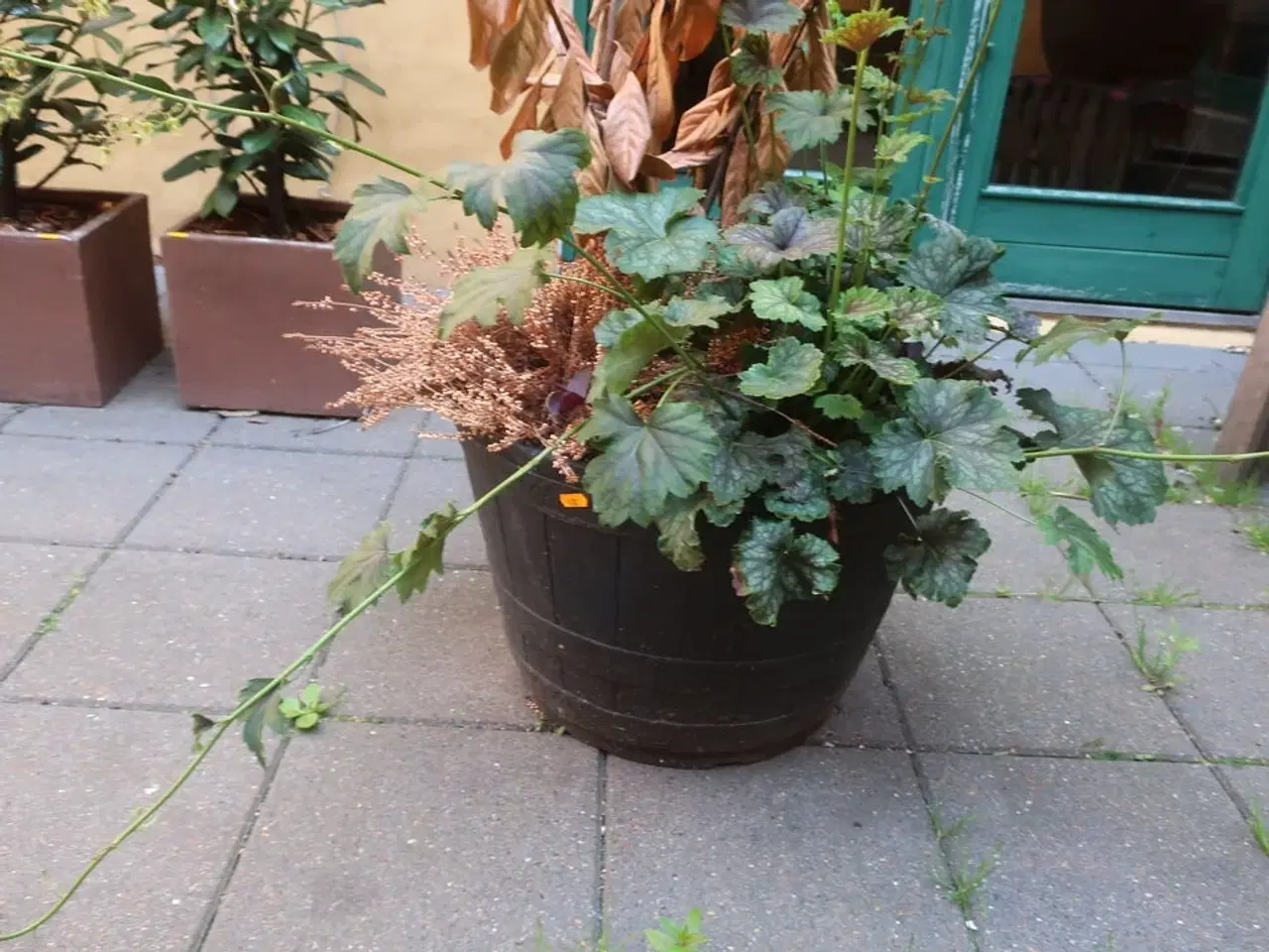 Billede 3 - Plante