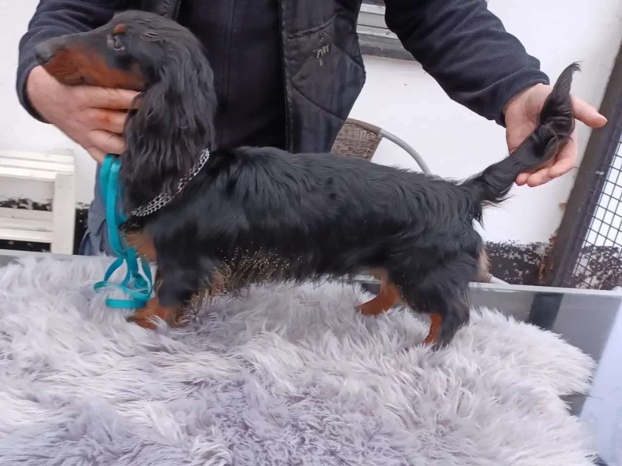 Billede 8 - Langhåret Gravhunde-hvalpe