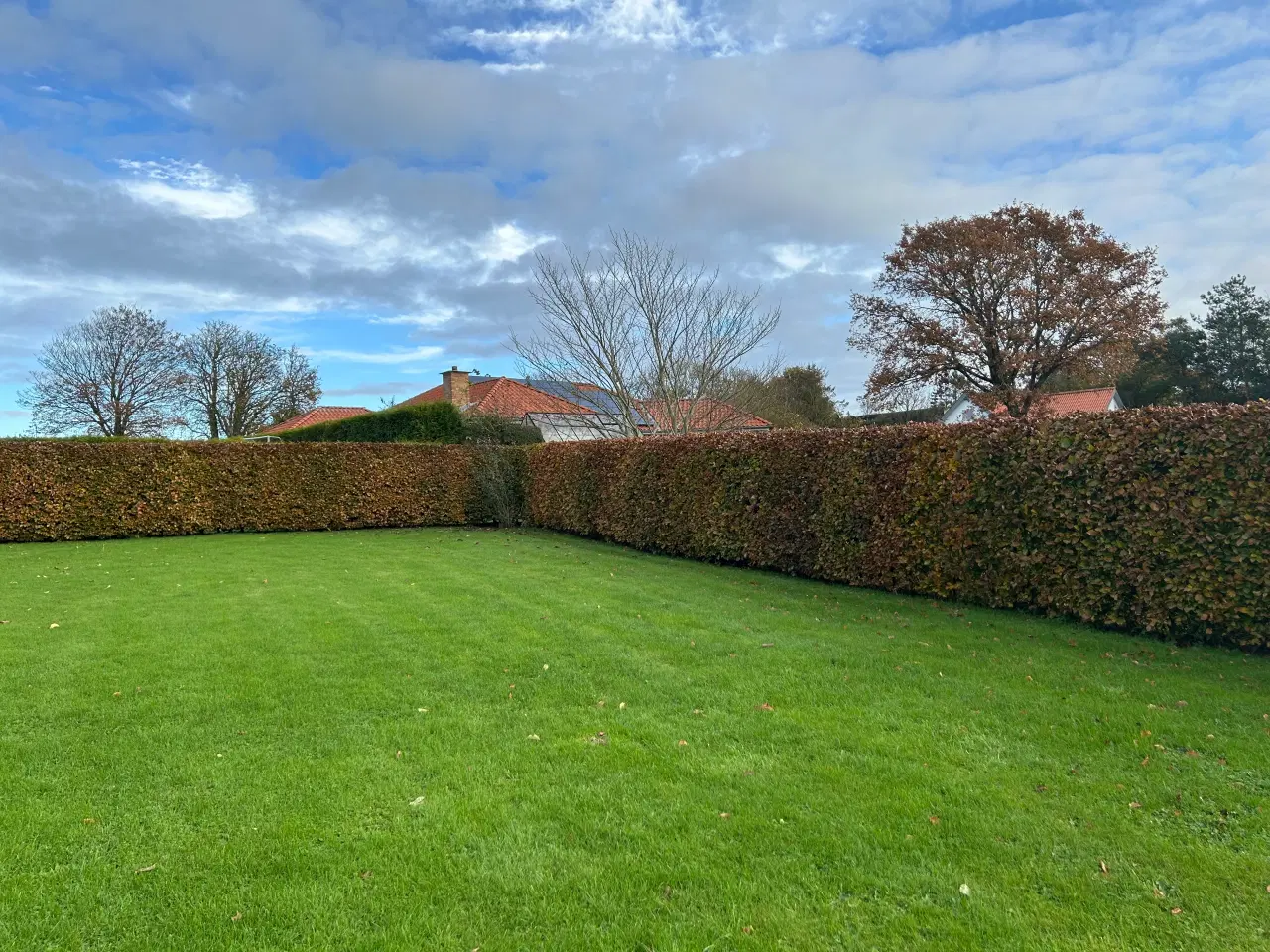 Billede 2 - Bøgehæk bortgives