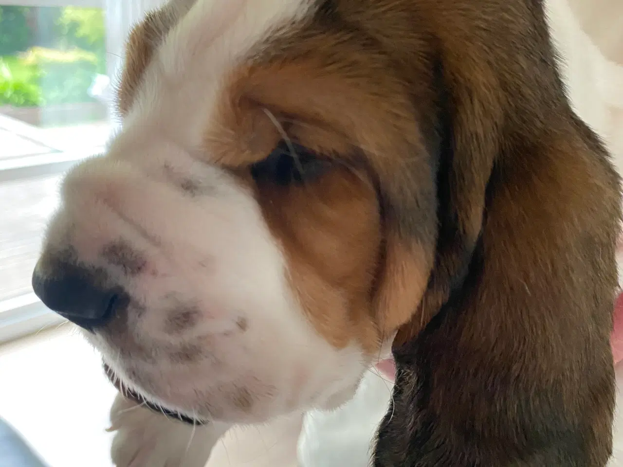 Billede 1 - Basset Hound hvalpe