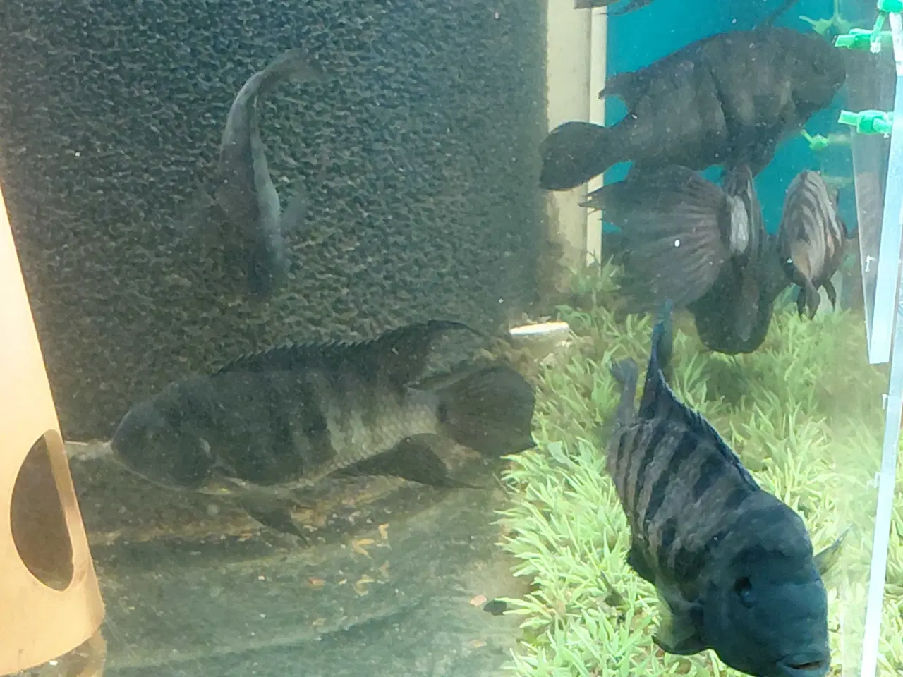 Billede 6 - zebra cichlider